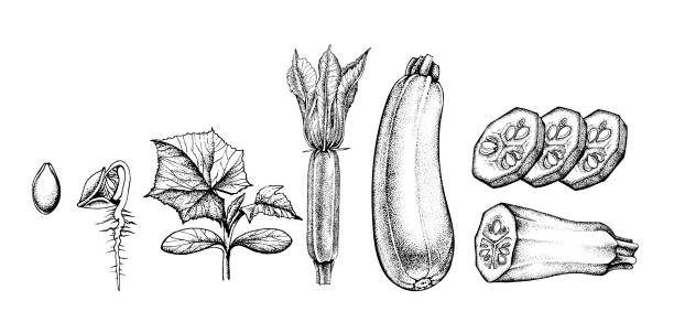 ilustracja wektorowa zestaw rysunku wektorowego cukinii - squash flower stock illustrations
