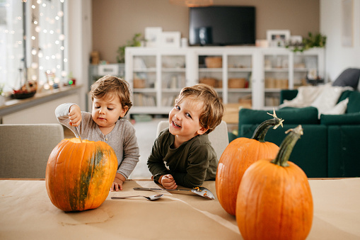 Two little children are sitting behind the table and are preparing and emptying the pumpkins for halloween. Jack o Lantern.They are happy and busy. Casual clothes. In the back is cosy living room. Daylight, horizontal photo.