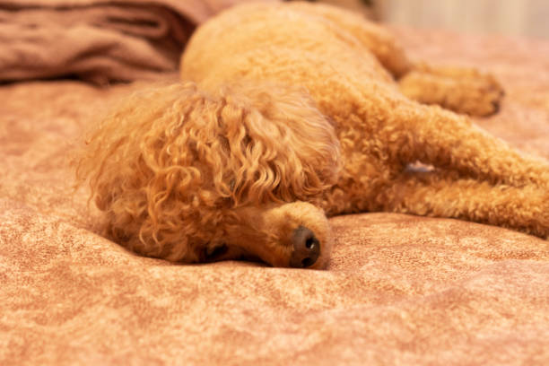 istock A fluffy brown poodle lies 1279296111