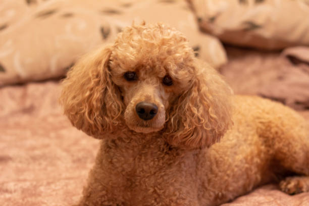 istock A fluffy brown poodle lies 1279296118
