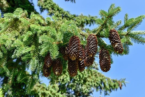 Closeup top part of young Wollemi Pine tree with female cones, background with copy space, full frame horizontal composition