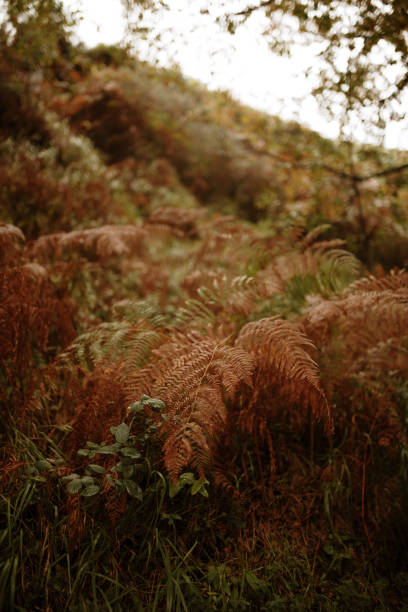 Fern plants with beautiful autumn tones