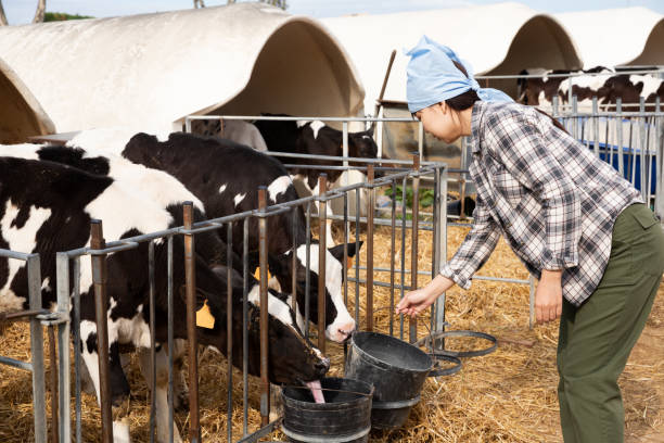 istock Chinese woman feeding calves in stall 1279300906