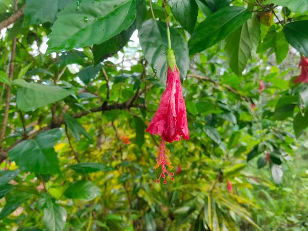 istock A Hibiscus flower in the garden 1279301520