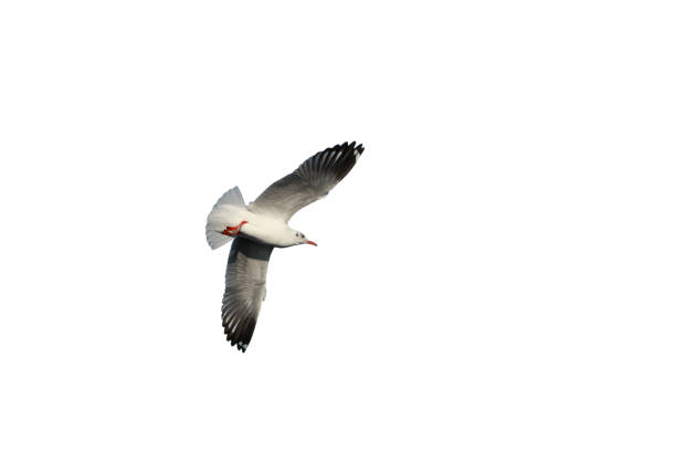 istock Seagull bird in flying action 1279302126