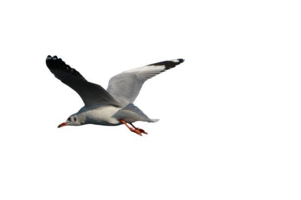istock Seagull bird in flying action 1279302160