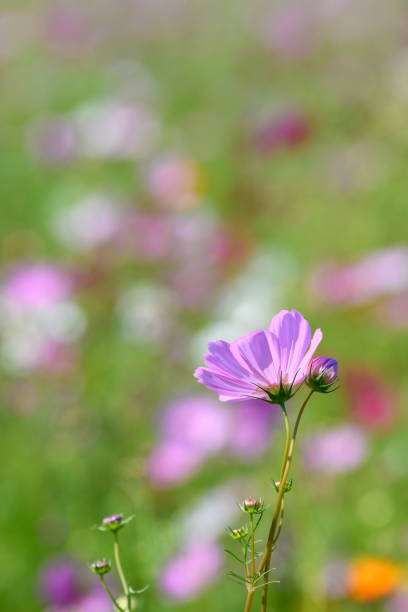 istock Cosmos flower in the autumn 1279302204