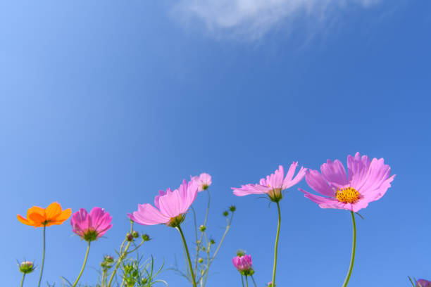 Cosmos flower in the autumn.Cosmos is a representative autumn flower in Japan.