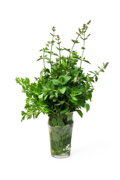 istock Fresh herbs isolated on white background. Organic herbs 1279302867