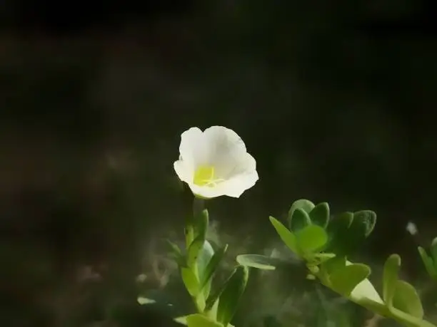 Photo of A beautiful mountain sandwort Inthe courtyard