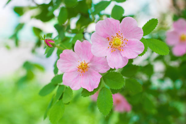 Blooming pink wild rose spring day Blooming pink wild rose spring day close-up on a blurred background. rosa canina stock pictures, royalty-free photos & images