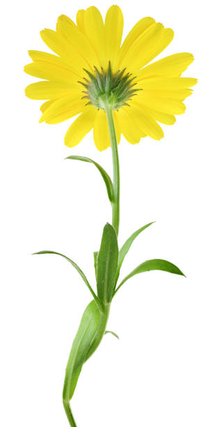 istock Calendula flowers close up isolated 1279303756