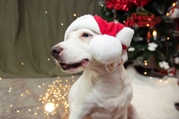 istock Portrait cute dog celebrating holidays under a christmas tree lights. 1279304201