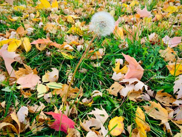istock Autumn leaves and Dandelion weed background 1279306509