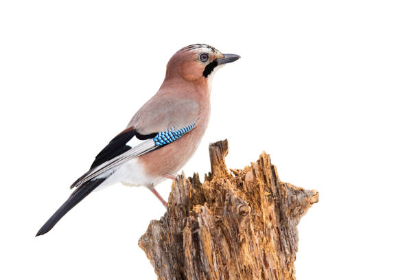 istock Eurasian jay sitting on wood isolated on white background. 1279307755