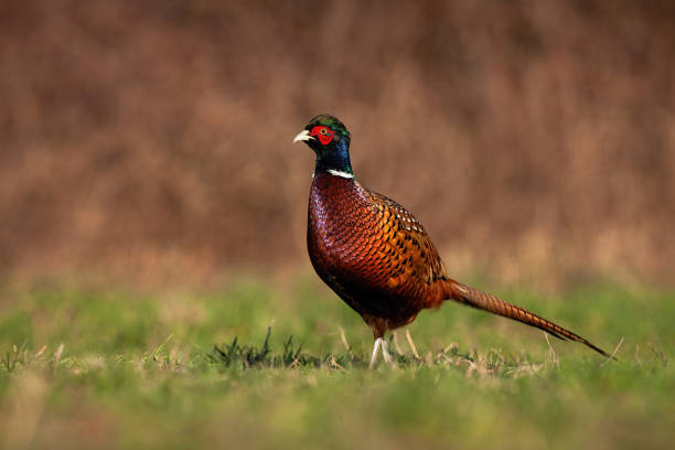 istock Proud common pheasant cock standing on field in nature. 1279307840
