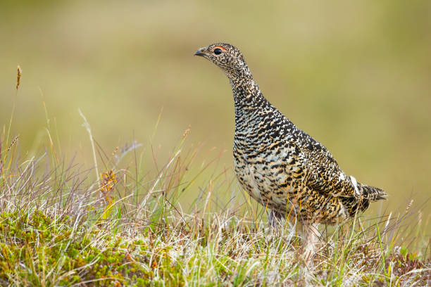 istock Rock ptarmigan standing on meadow in summer Iceland. 1279308540