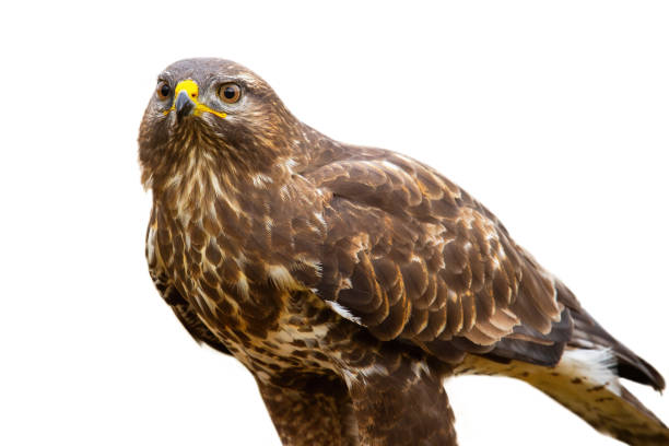 istock Majestic common buzzard sitting in nature cut out on blank. 1279308724
