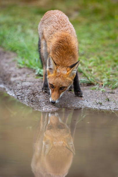 istock Thirsty red fox drinking water from splash in autumn nature. 1279308729