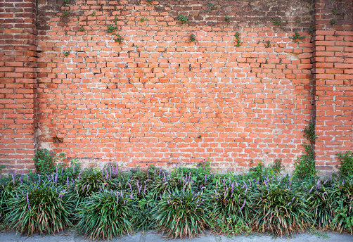 Brick wall texture with purple flowers on the sidewalk.