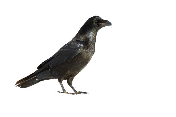 istock Common raven standing in nature isolated on white background. 1279308740