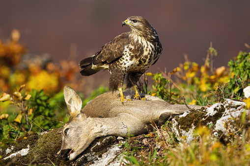 Adult common buzzard, buteo buteo, standing on dead doe in autumn. Bird of prey eating deer in mountains in fall. WIld feathered animal hunting roe on rocks.