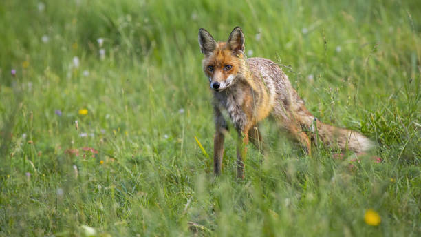 istock Red fox standing on flower meadow in summer nature. 1279308813