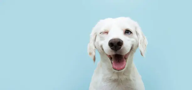 Photo of Happy dog puppy winking an eye and smiling  on colored blue backgorund with closed eyes.