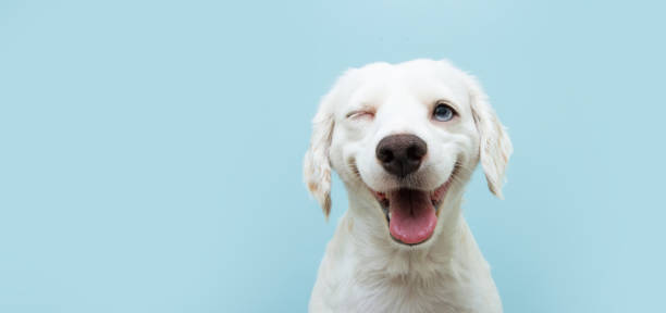 счастливый щенок собаки подмигивая глазом и улыбаясь на цветной синий backgorund с закрытыми глазами. - голова животного стоковые фото и изображения