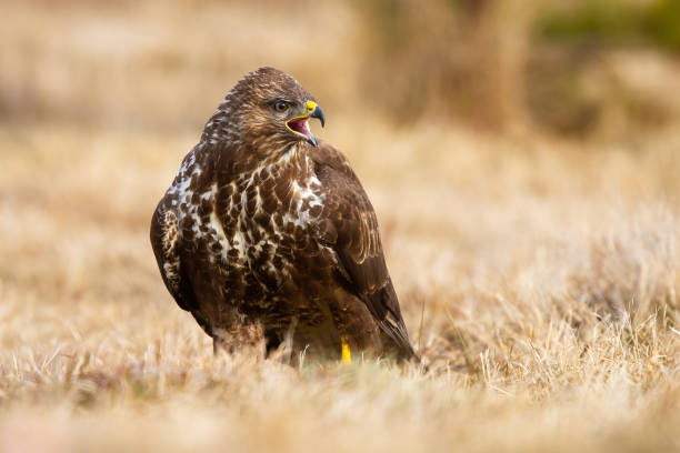 istock Fierce common buzzard screeching on field in autumn. 1279308997