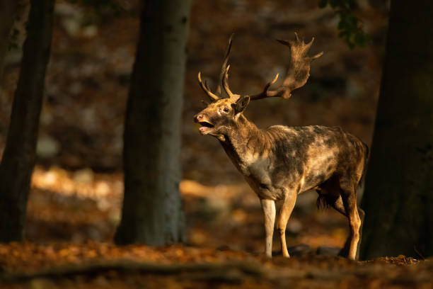 istock Strong fallow deer stag roaring in forest in autumn. 1279309015