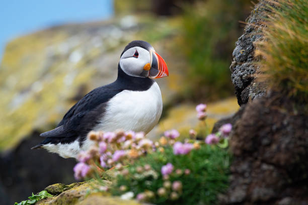 istock Atlantic puffin sitting on rocks in summer Iceland. 1279309073