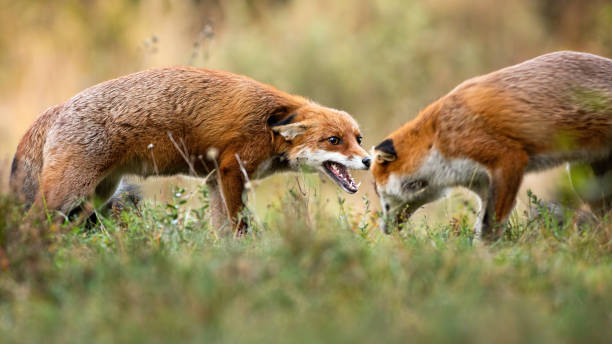 istock Two red fox fighting on green field in autumn nature. 1279309123