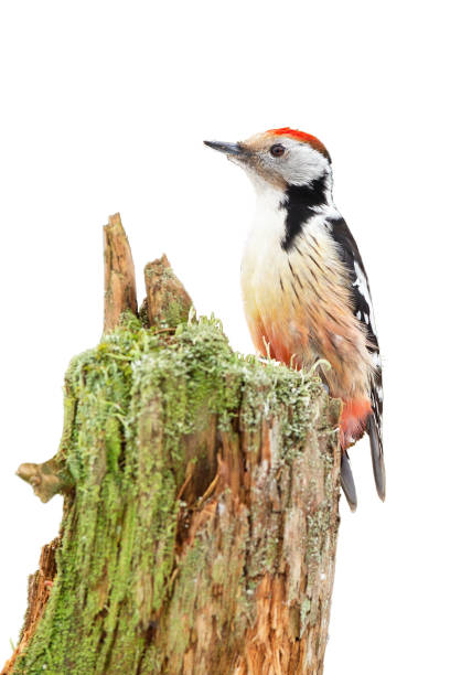 istock Middle spotted woodpecker sitting on stump isolated on white background. 1279309148