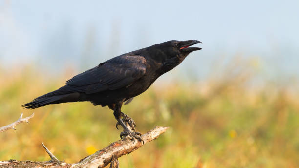 Common raven calling on bough in autumn nature. Common raven, corvus corax, calling on bough in autumn nature. Dark wild bird screeching on branch. Feathered black animal with open beak on twig in fall. raven corvus corax bird squawking stock pictures, royalty-free photos & images