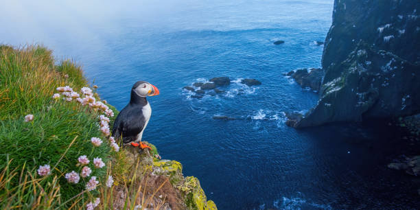 Atlantic puffin standing on cliff in summertime. Atlantic puffin, fratercula arctica, standing on cliff in summertime. Panorami horizontal composition of colorful seabird observing on mountainside near to sea. Wild aquatic animal looking to the blue ocean. puffin photos stock pictures, royalty-free photos & images
