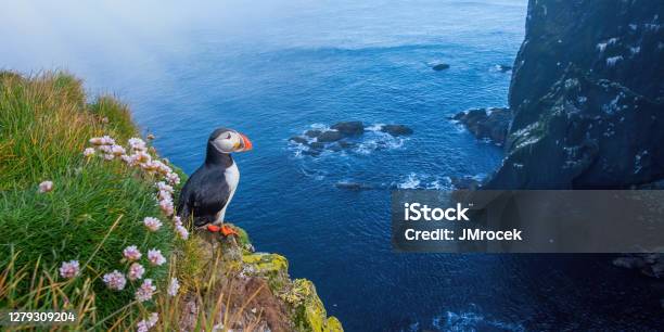 Atlantic Puffin Standing On Cliff In Summertime Stock Photo - Download Image Now - Puffin, Bird, Summer