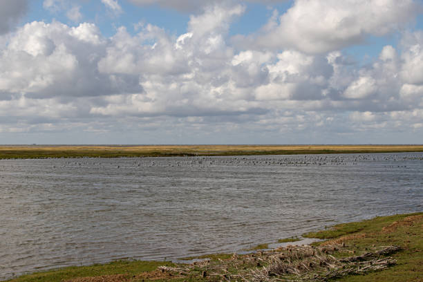 istock Flooded salt marsh in front of Westerhever 1279310012