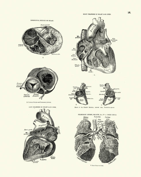 Human anatomy, Section, Chambers of Heart, Victorian anatomical drawing Vintage illustration of Human anatomy, Seciton, Chambers of Heart, Pulmonary artery, bronchi, Victorian anatomical drawing, 19th Century pulmonary artery stock illustrations