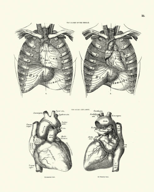 Anatomy, Topography of Thorax, Heart and aorta, Victorian anatomical drawing Vintage illustration of Human anatomy, Topography of Thorax, Heart and aorta, Victorian anatomical drawing, 19th Century vintage medical diagrams stock illustrations