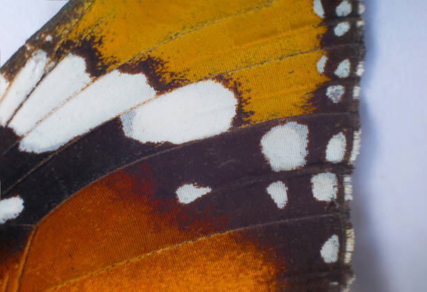 istock Close up of a Monarch butterfly wing 1279313229