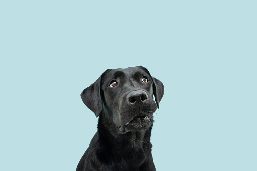 A young puppy, a mix of a beagle a black Labrador retriever.