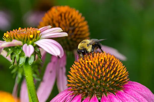 Photo of Bumble bee feeding on nectar from purple coneflower wildflower. Concept of insect and wildlife conservation, habitat preservation, and backyard flower garden