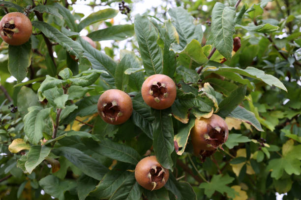 плод меспилус германика, также названный общим медларом на дереве - germanica стоковые фото и изображения
