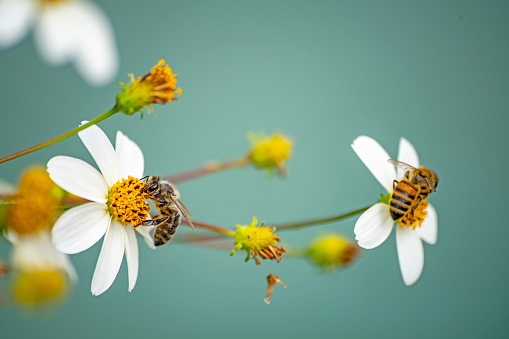 Honey bees on a flower