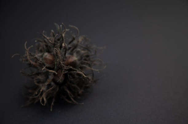 Close-up of hazel tree nuts with copy space and black background. Perfectly usable for all autumn related subjects.