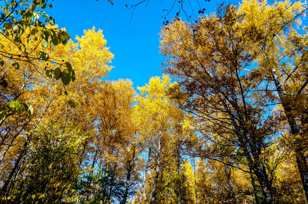 istock calm autumn forest with yellow leaves against a blue sky 1279316997
