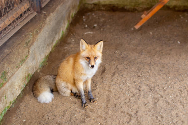 Wild red Fox sitting in a cage at the zoo.