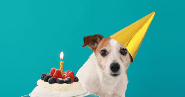 istock Cute dog and birthday cake blue background 1279317871