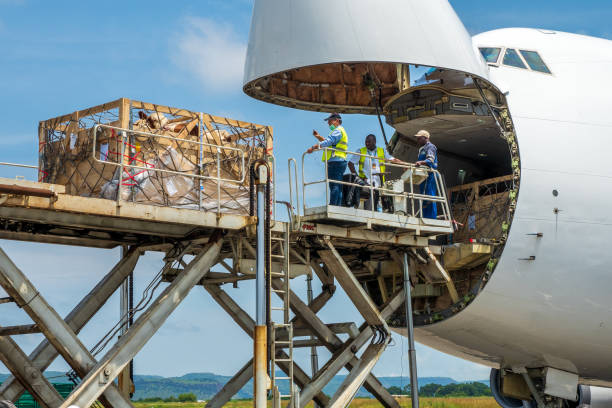 zwierzęta gospodarskie w drewnianych skrzyniach są odciążane przez ładowarkę z jumbo jet z szeroko otwartymi drzwiami ładunkowymi nosa i przenoszone do przewoźnika bydła - boeing boeing 747 airplane cargo container zdjęcia i obrazy z banku zdjęć